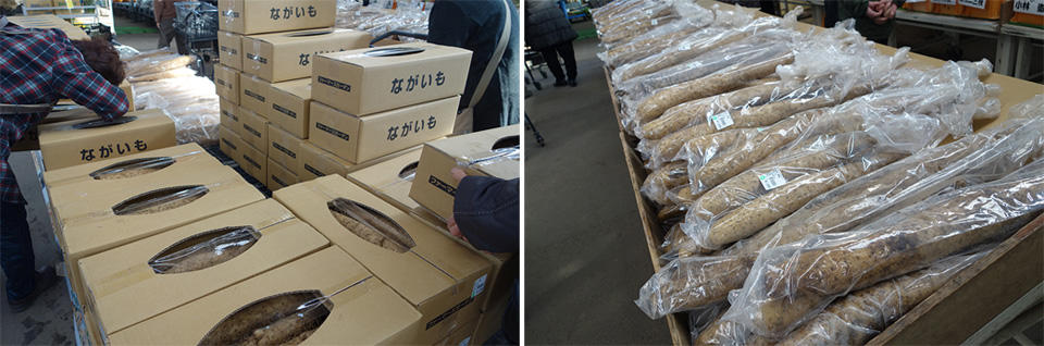 長芋は長野県東筑摩郡山形村の特産品。粘りと甘みが強いのが特徴。毎年1月頃に出荷最盛期を迎える